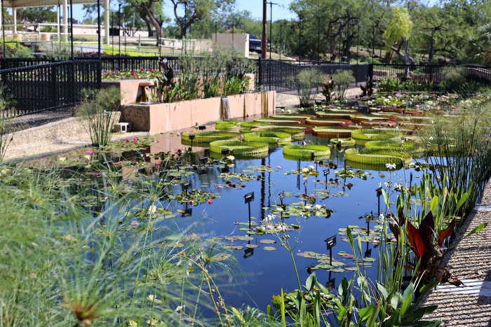 Ponds with waterlilies