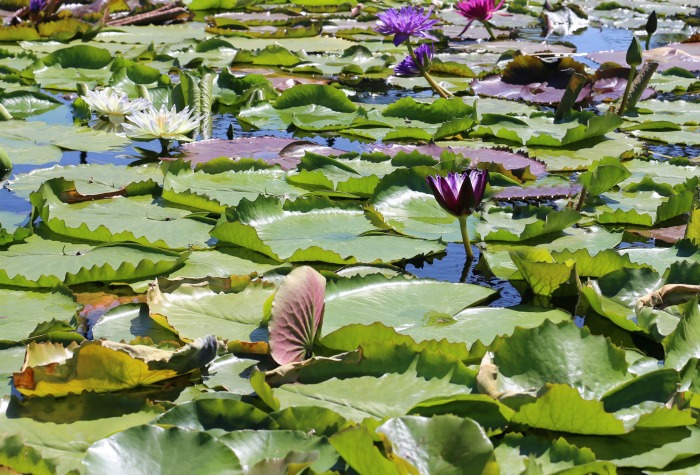 Masses of waterlilies