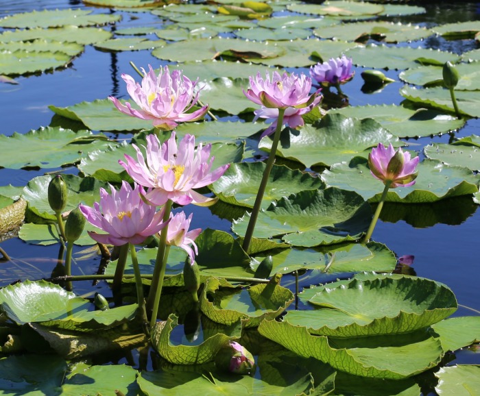 Pink waterlilies and leaves