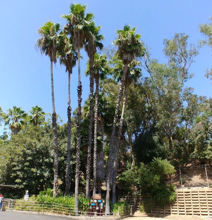 Tall palm trees at the Los Angeles Zoo and Botanical Gardens 