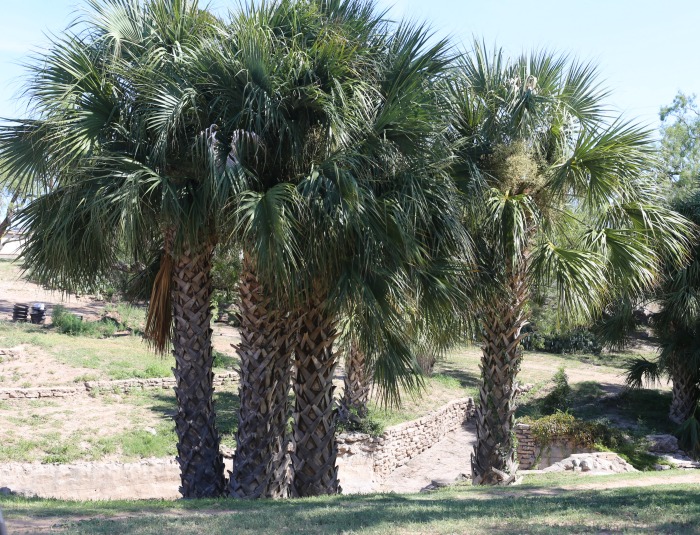 Palm trees in San Angelo