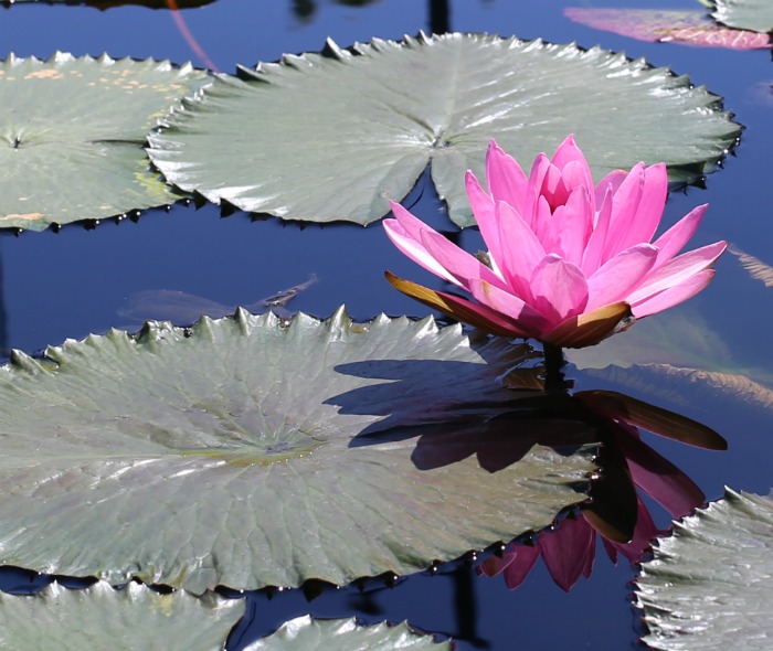 Pink waterlily with flat leaves