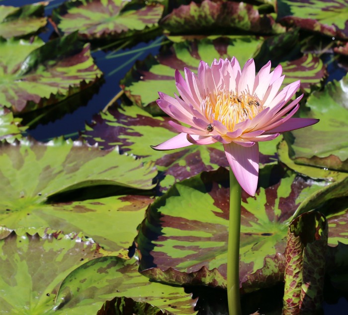 Pink waterlily with striped leaves