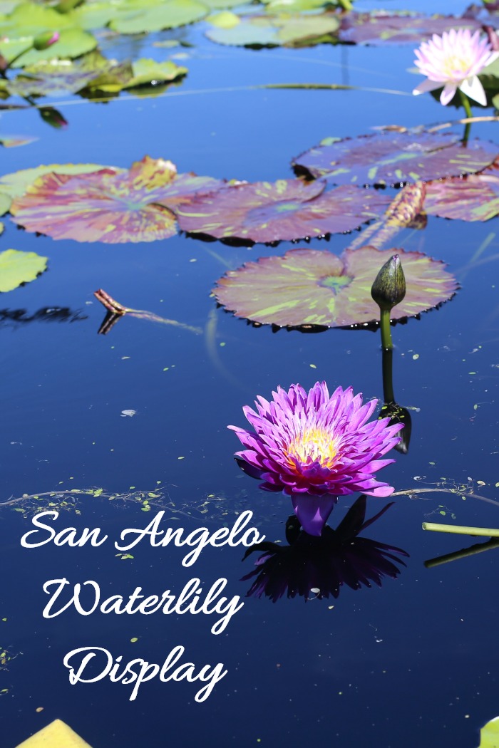 San Angelo Waterlily Collection