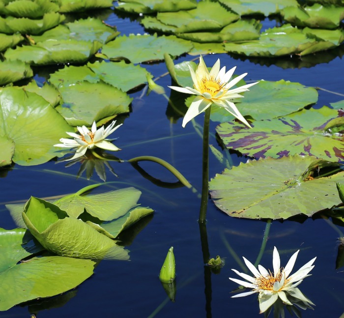 International Waterlily Collection – Things to do in San Angelo, Texas