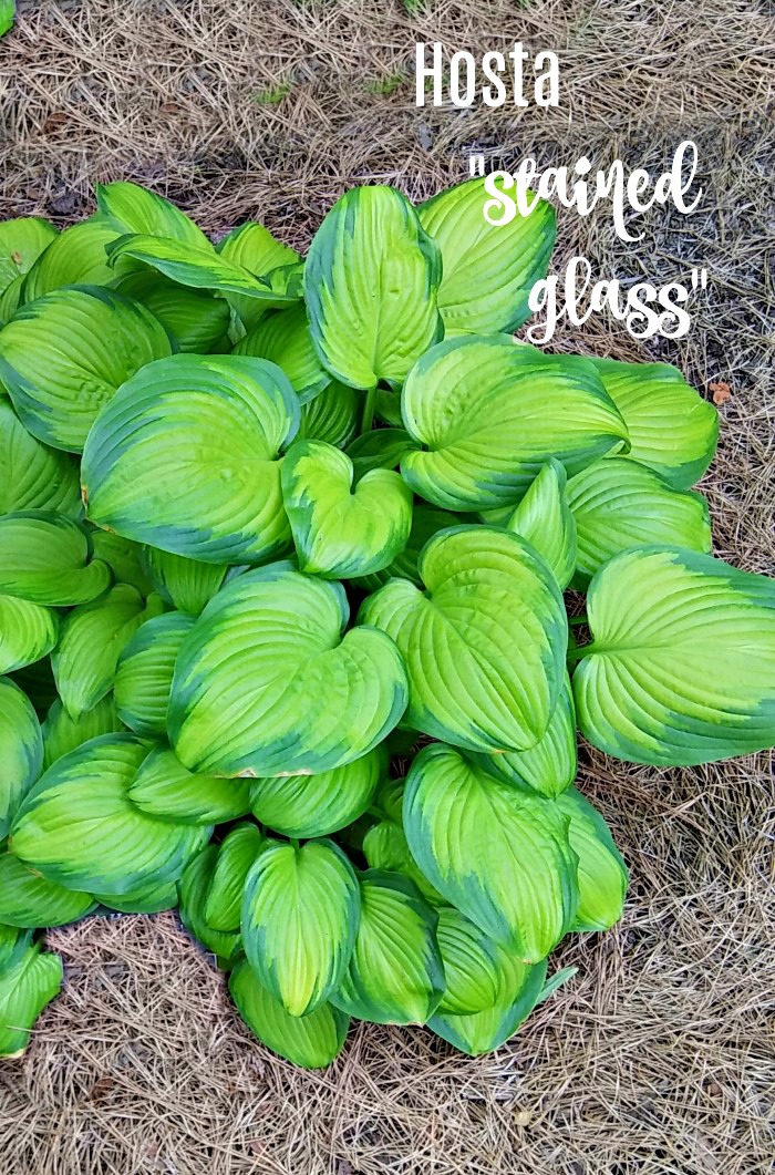 hosta stained glass with a text overlay Hosta Stained Glass is rabbit resistant and sun tolerant