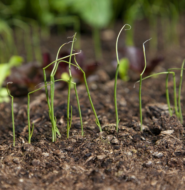 growing spring onions from seeds