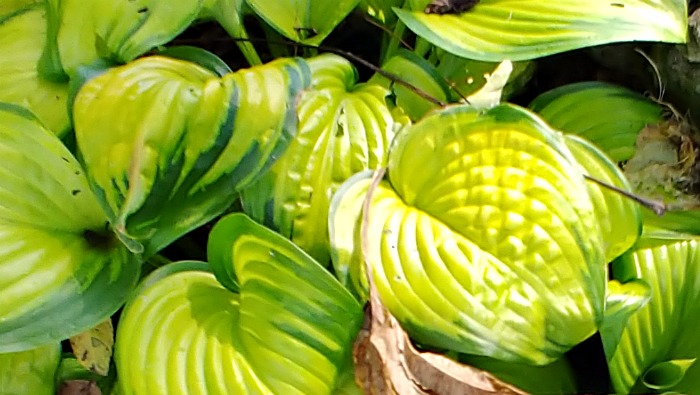 yellow green leaves of hosta stained glass stained glass hosta leaves