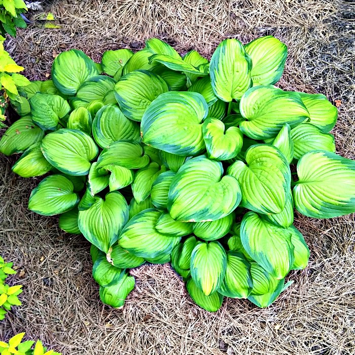 Hosta Stained Glass – Sun Tolerant Variegated Plantain Lily