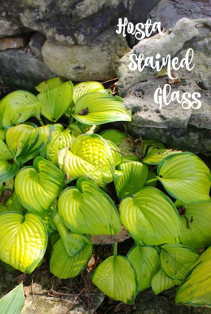 Hosta stained glass in Springfield Botanical Gardens Hosta plant - variety "stained glass"