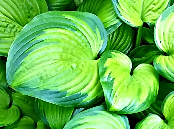 ;eaves of hosta "stained glass" puffy variegated hosta leaves