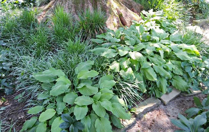 hostas and liriope hostas and liriope under the shade of a tree