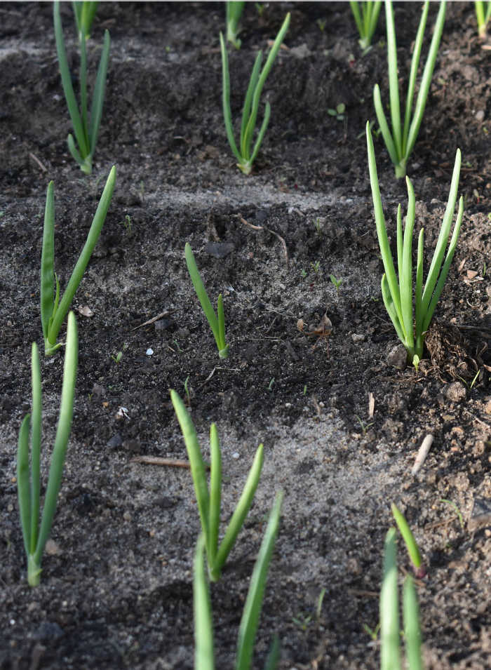 Onions planted in rows in the ground