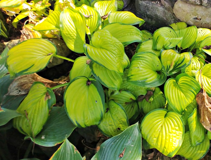 bright yellow green leaves of hosta stained glass Hosta stained glass at Springfield Botanical Garden