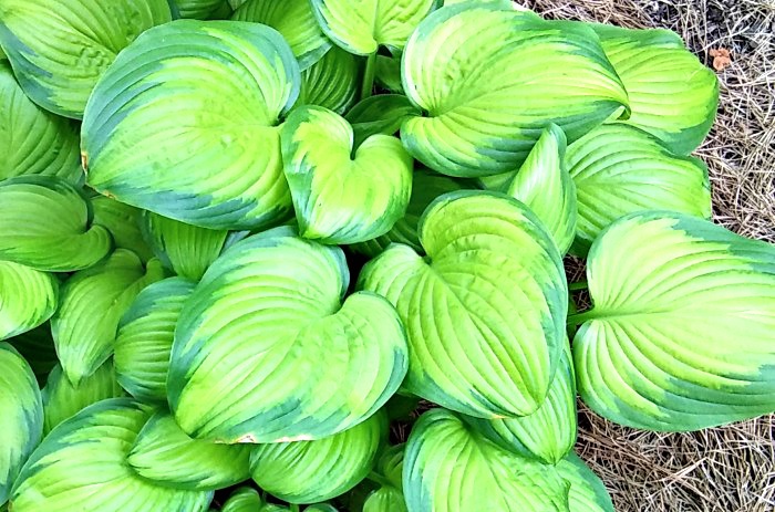 beautiful hosta stained glass A sun tolerant Hosta plant that is dramatic and colorful