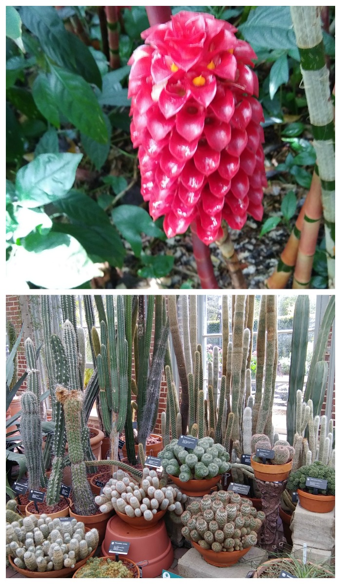 Tropical and drought smart plants at the Missouri Botanical Garden