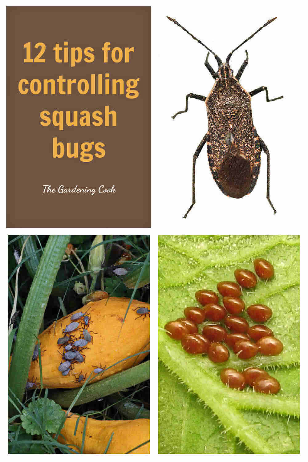 Squash bug, infestation and squash bug eggs with words reading 12 tips for controlling squash bugs.