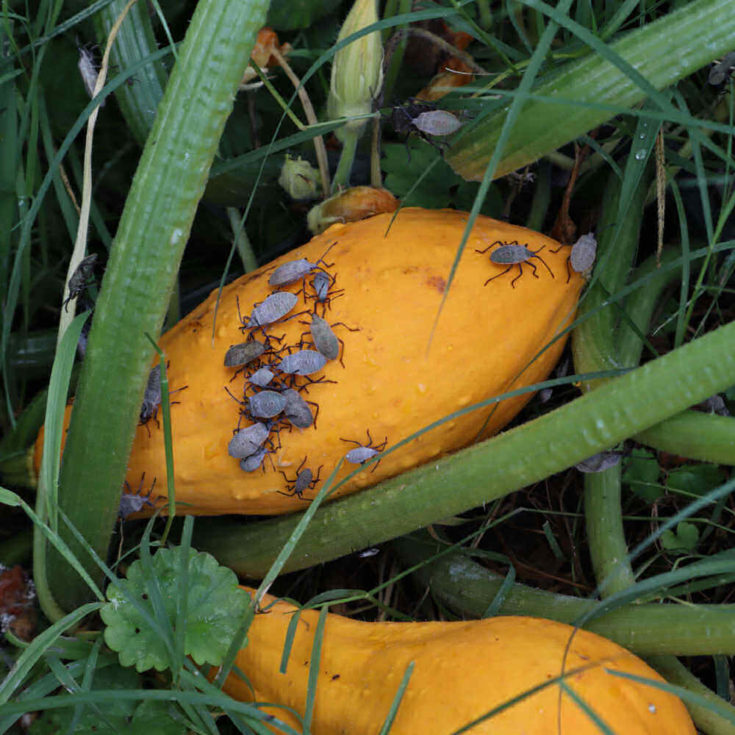Controlling Squash Bugs Printable