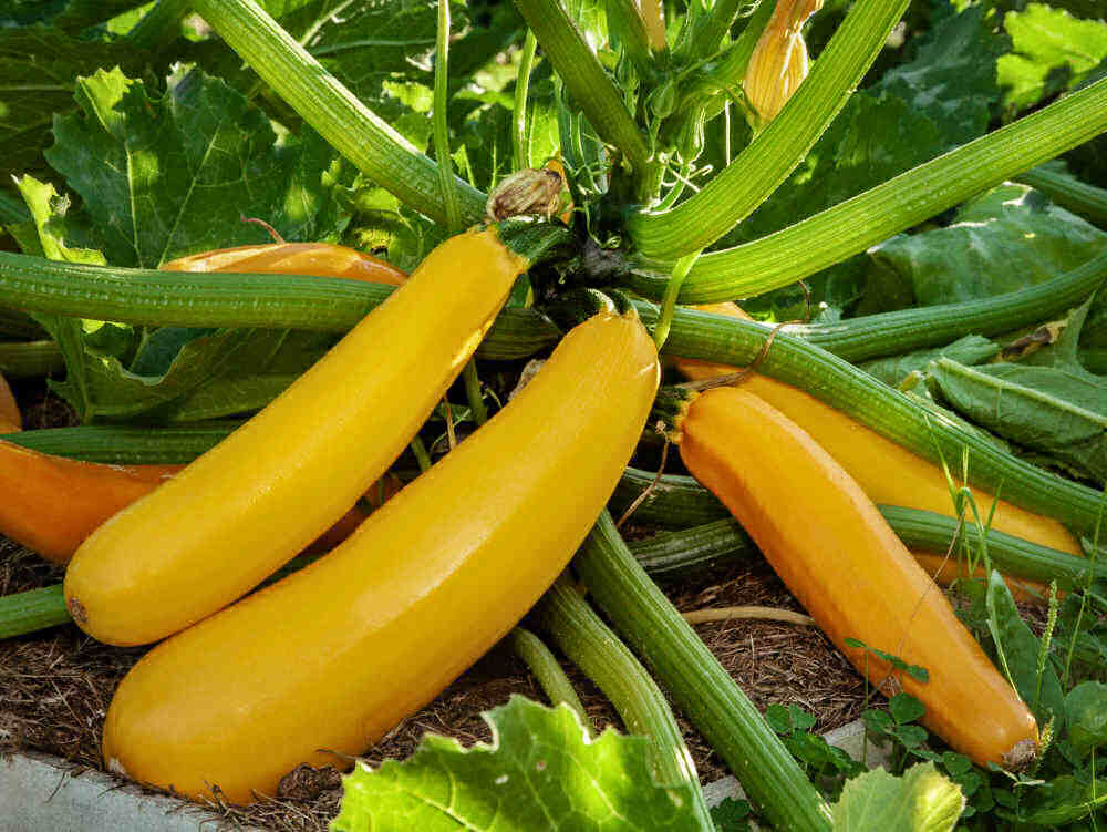 Healthy squash plants in a garden.