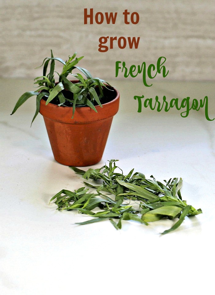 French tarragon in a pot and leaves of fresh tarragon