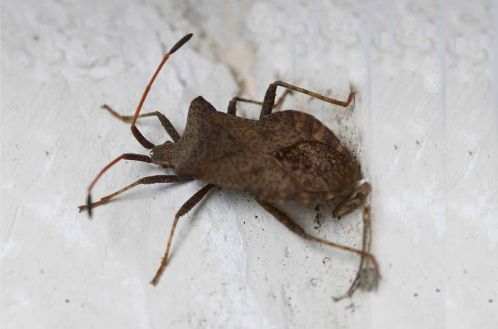 Adult squash bug on white rocks.