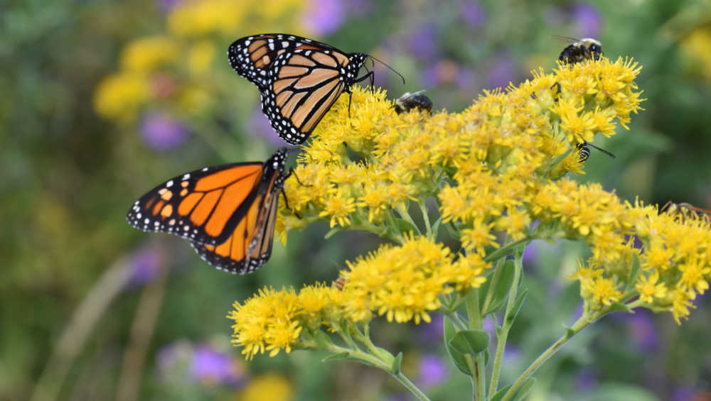 Monarch butterflies on yellow flowers.