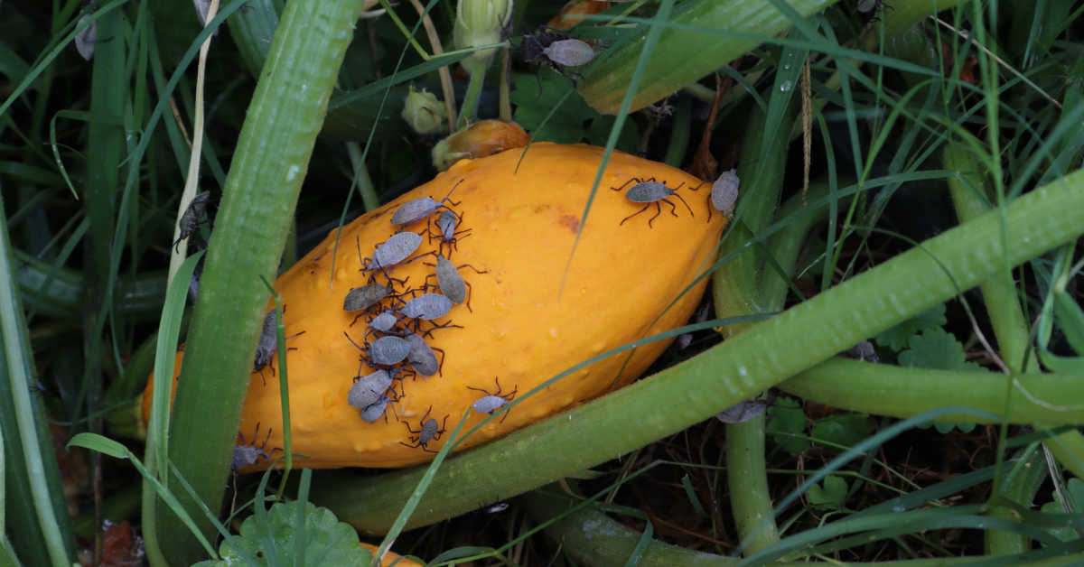Yellow summer squash in a garden with squash bugs on it.