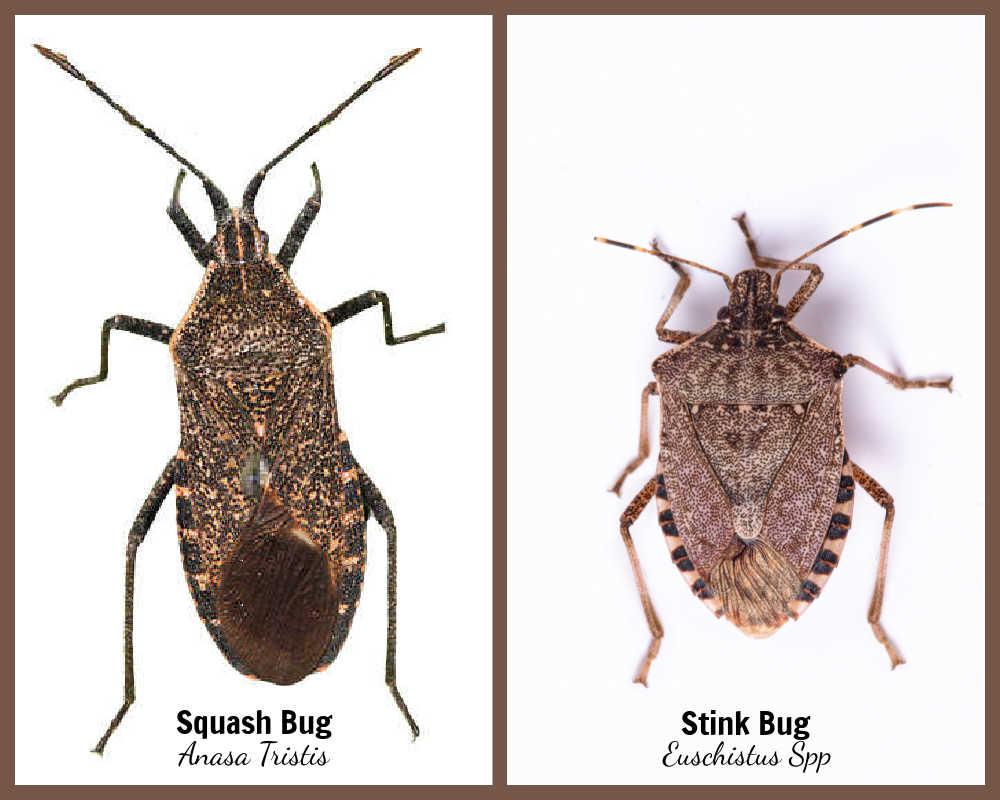 Stink bug and squash bug in a chart with botanical names.