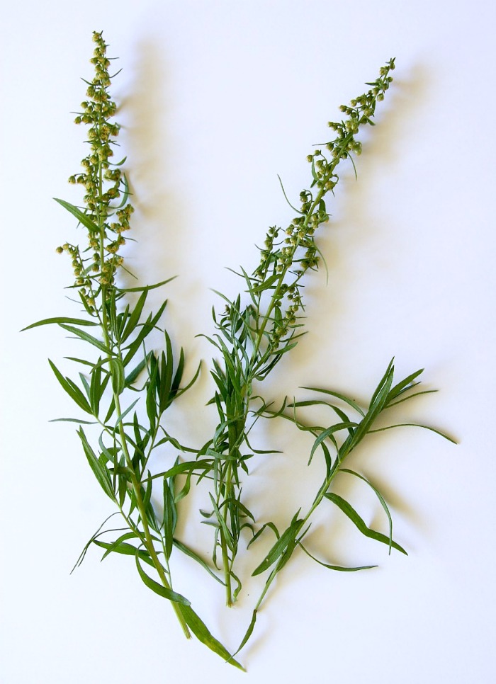 sprigs of tarragon with flower buds