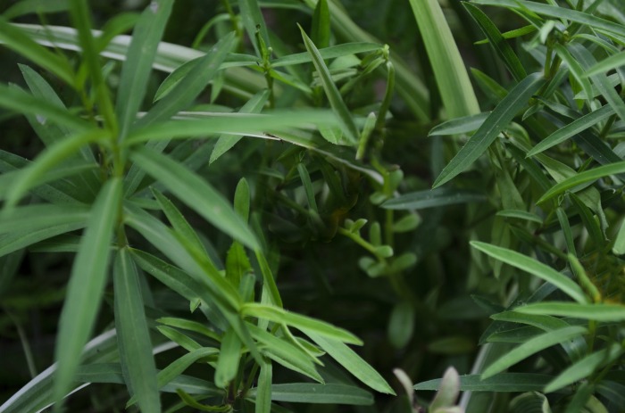 French tarragon herb