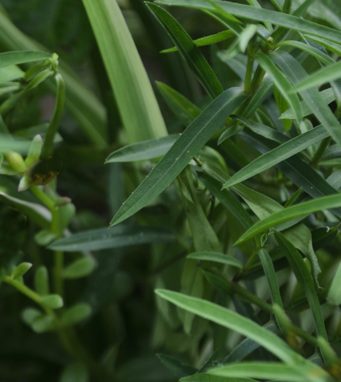 Tarragon leaves