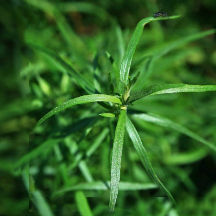 French tarragon plant