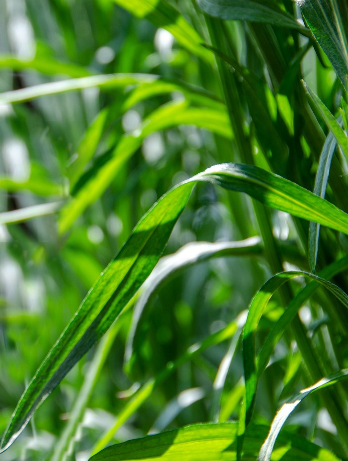Tarragon plant in the sunlight
