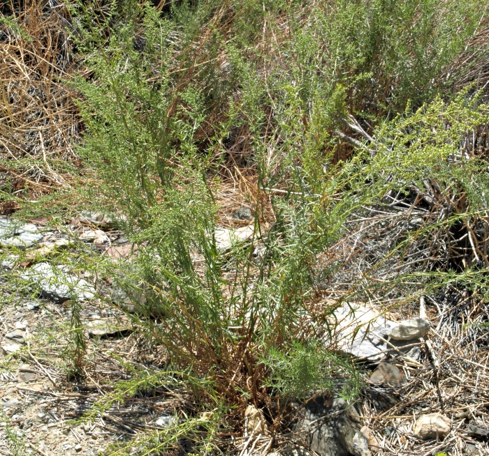 Wild tarragon, also known as Russian tarragon