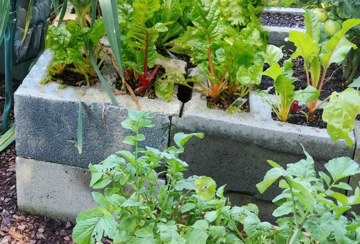 Swiss chard and lettuce in a easy raised garden bed