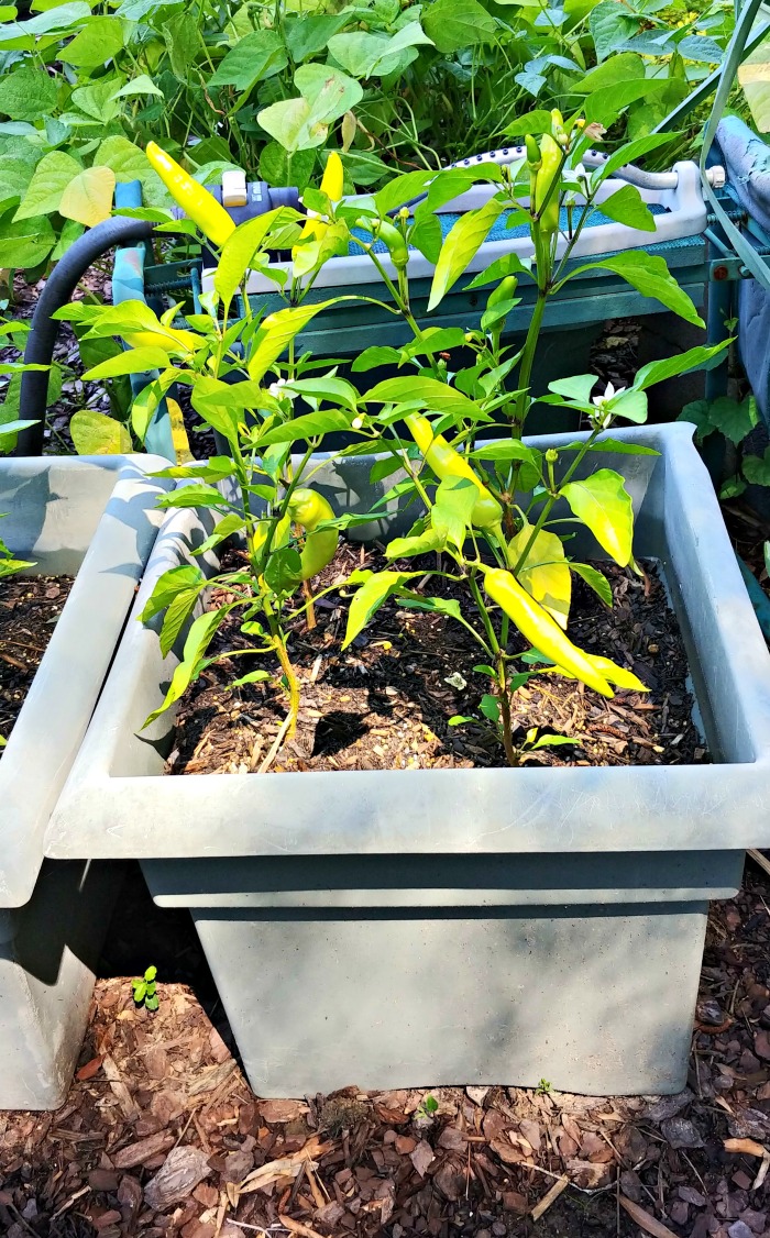 Banana peppers in a large planter