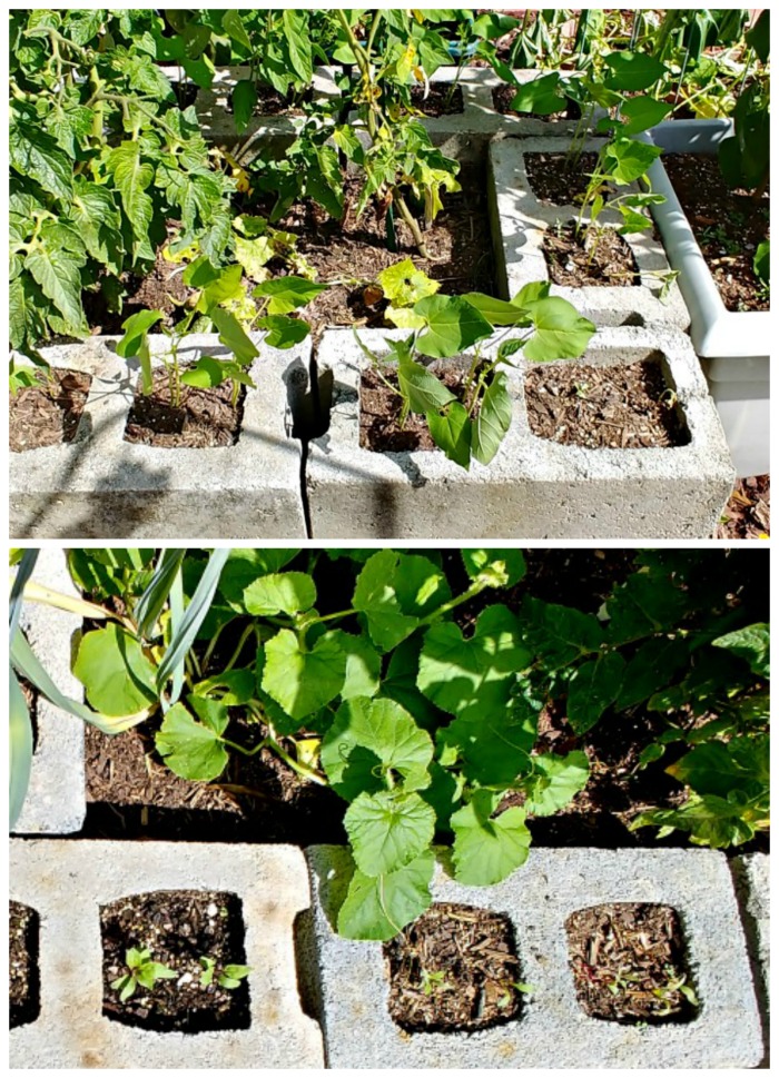 bush beans and beets in concrete blocks planter