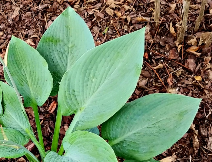 leaves of blue angel plantain lily