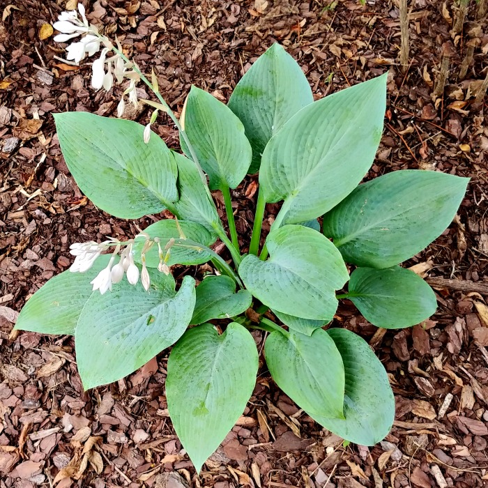 Blue Angel Hosta – Growing Hosta Blue Plantain Lily – Giant Hostas
