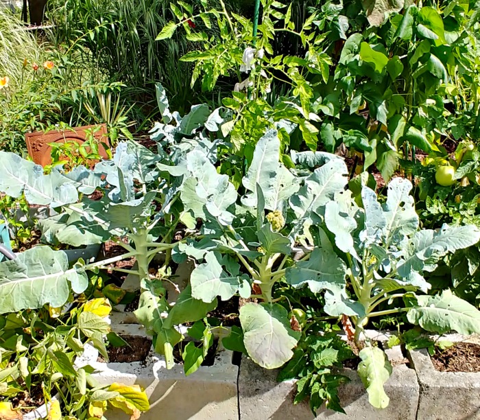 broccoli plants in cement block planter