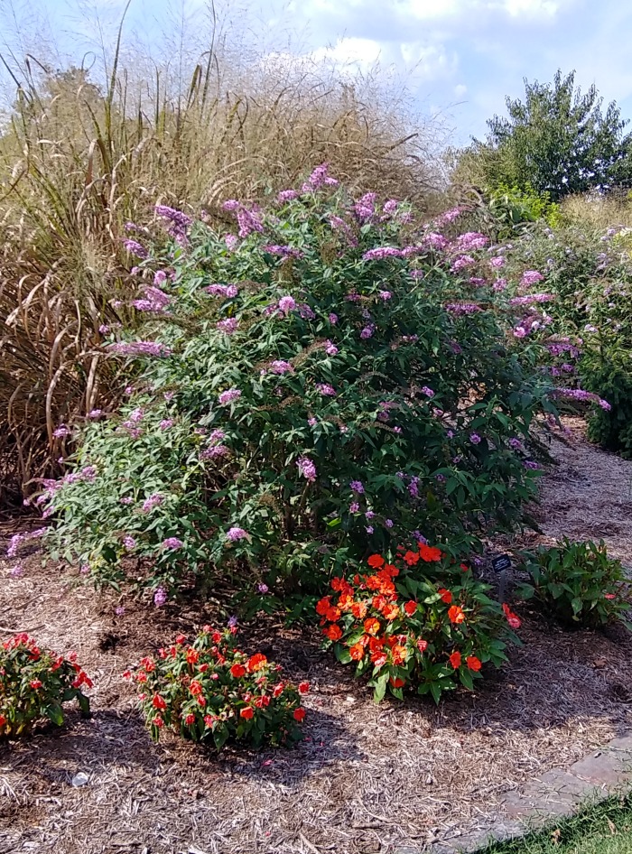 Butterfly bushes and impatiens plants