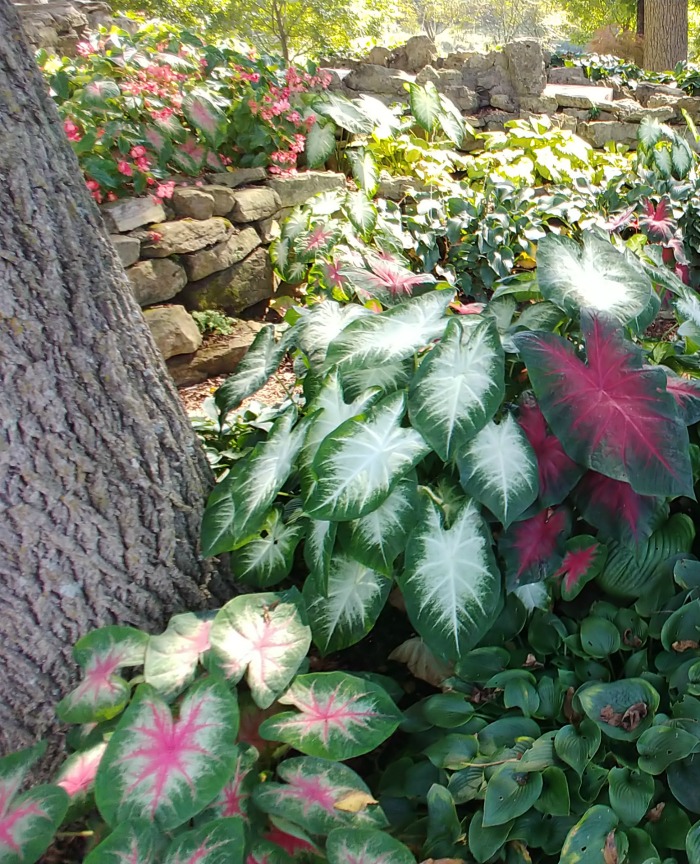 Caladiums of varying colors