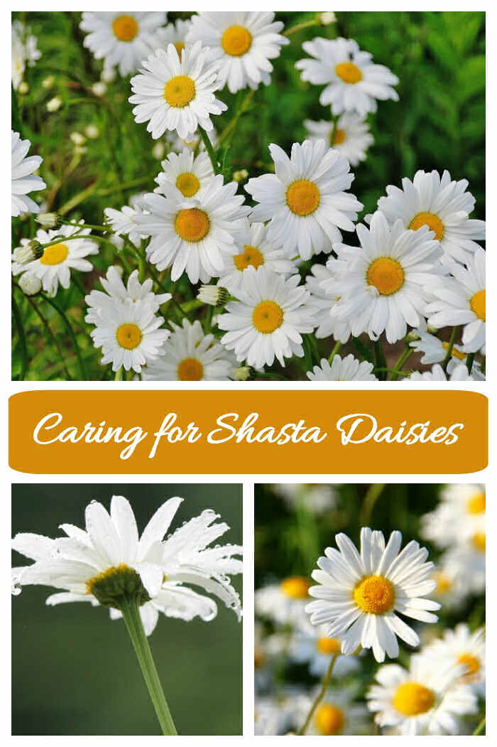 Shasta daisy pictures in a collage with words caring for shasta daisies
