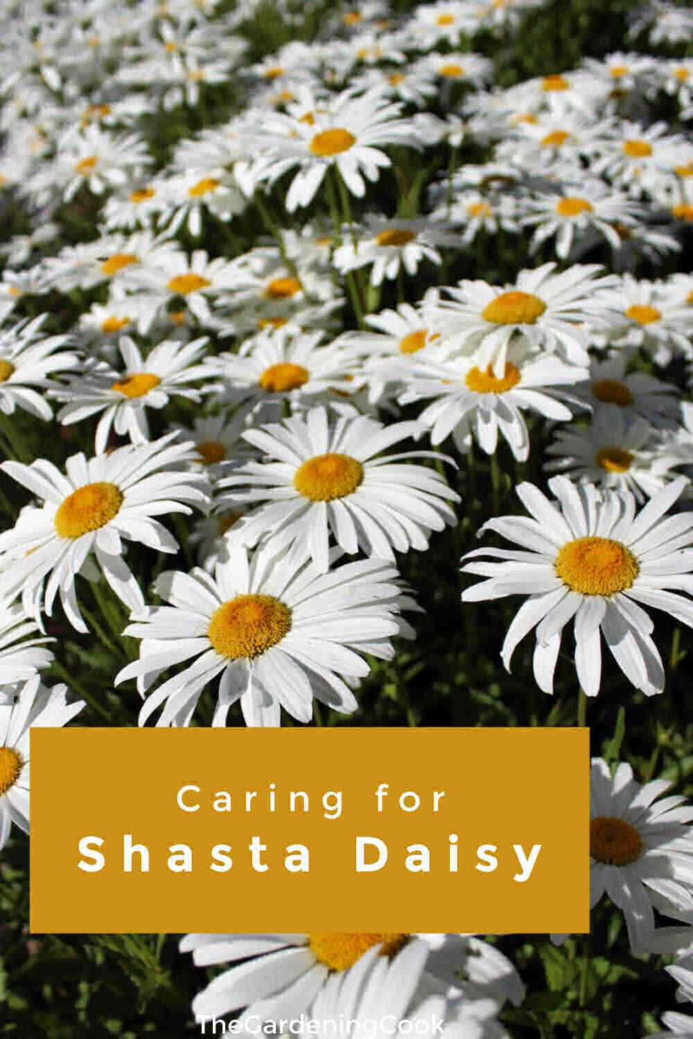 Shasta daisies in a field with text overlay reading caring for Shasta daisiy.