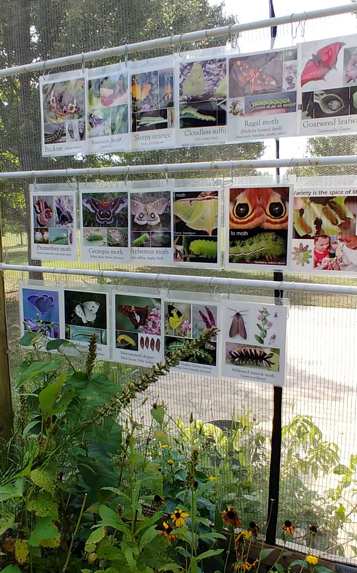 Sign for butterflies and caterpillars