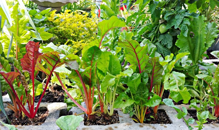 Colorful Swiss chard leaves