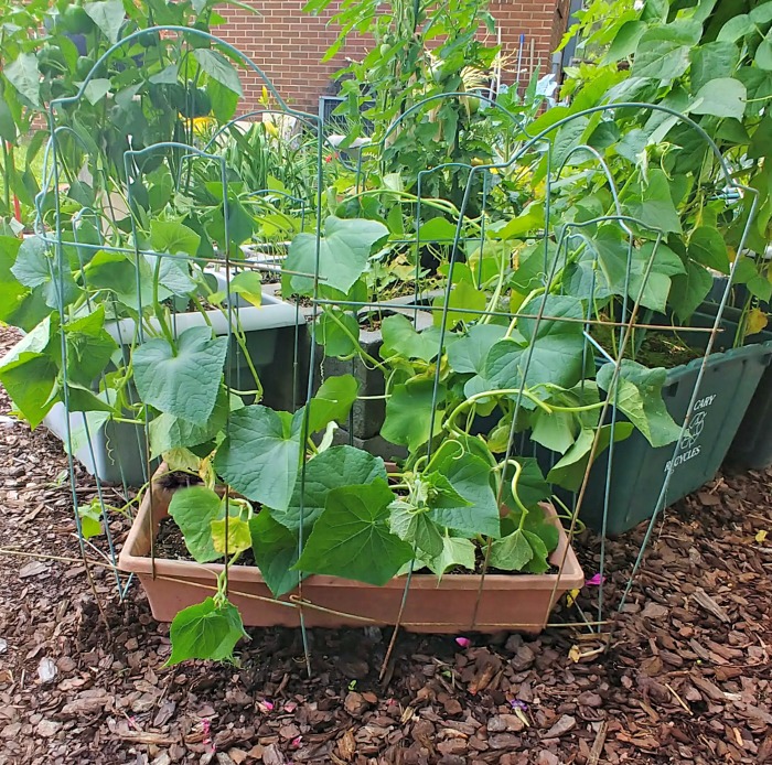 Cucumbers in a cojntainer with wires to climb on