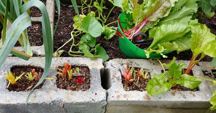 Harvested Swiss Chard