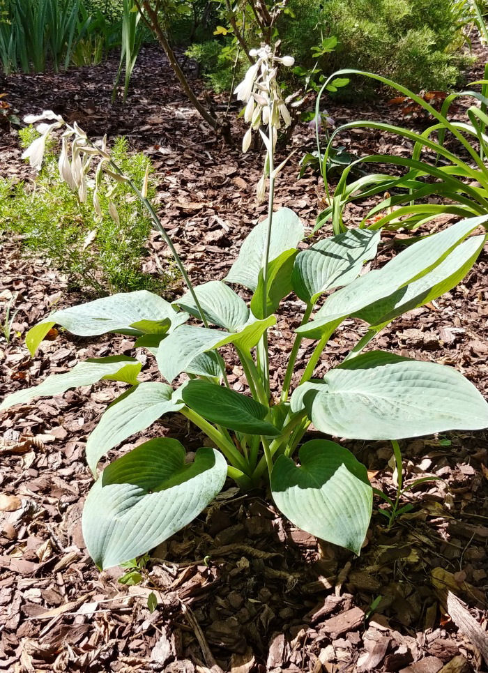 giant blue angel hosta 