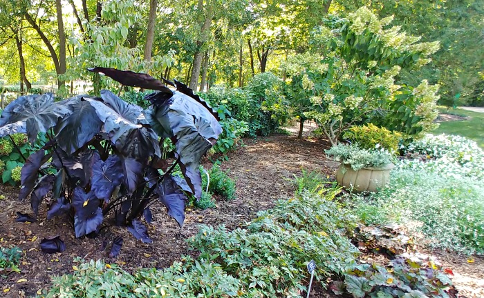 Huge tropical elephant ears plants in the White Garden at Springfield Botanical Gardens